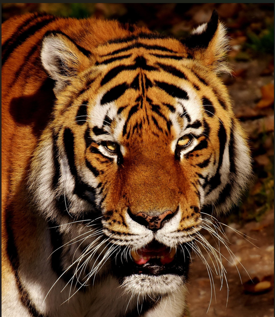 Making Britain Into Europe’s Tiger Economy